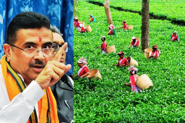 चाय बागान श्रमिकों के लिए 313.30 करोड़ की योजना को मंजूरी, शुभेंदु अधिकारी ने किया ऐलान